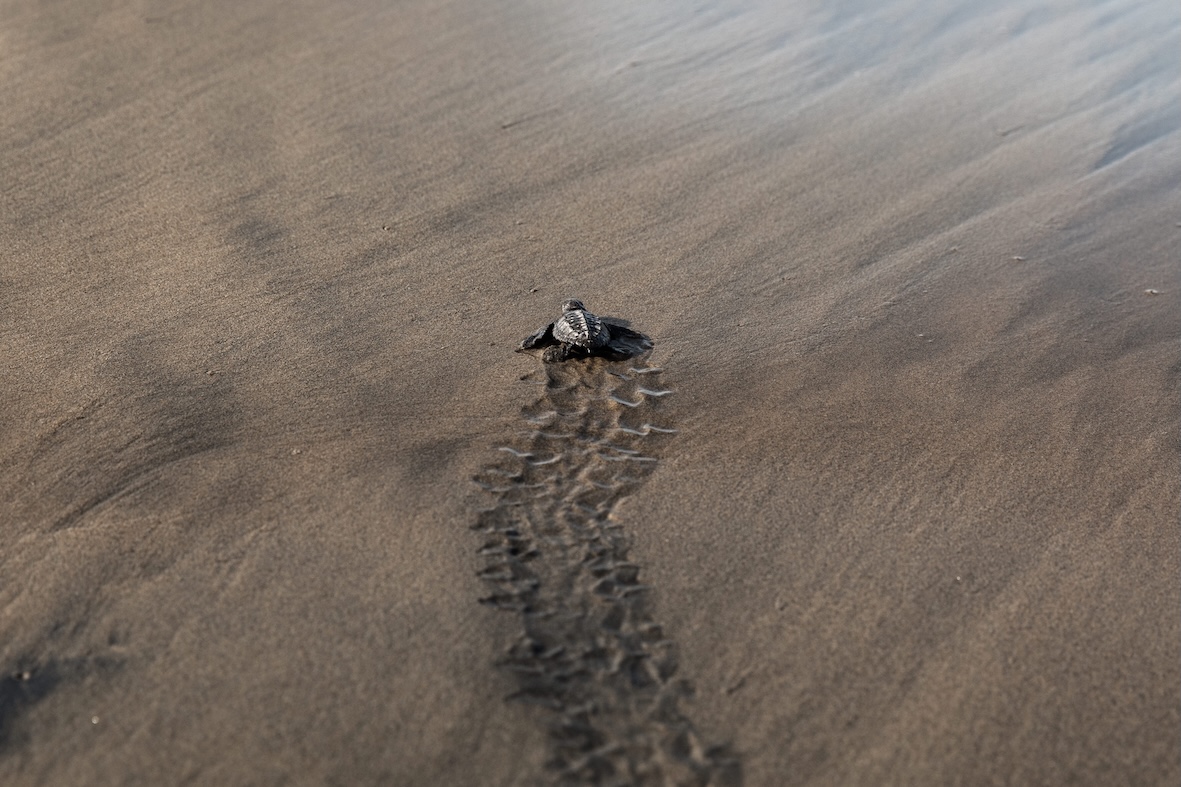 Turtle Haven