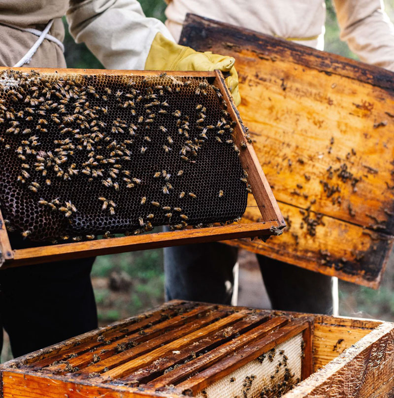 Apiary