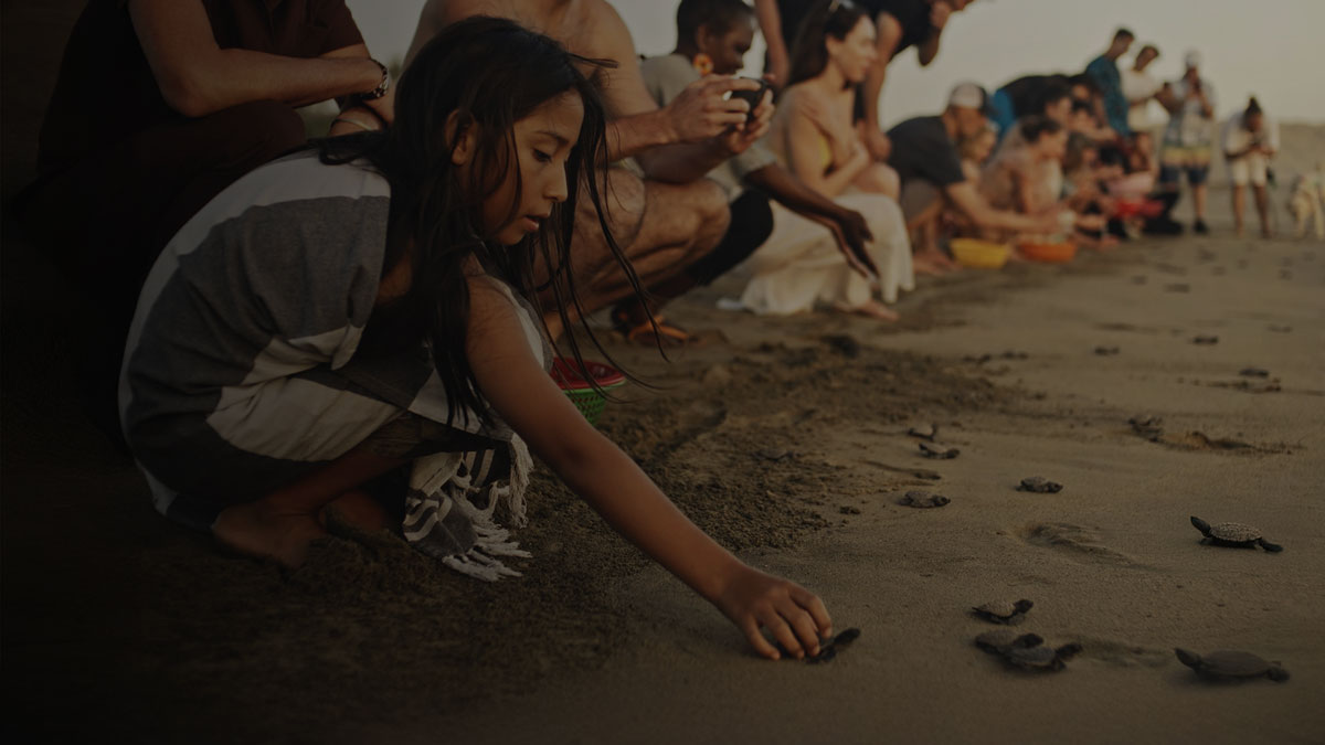 Turtle Sanctuary